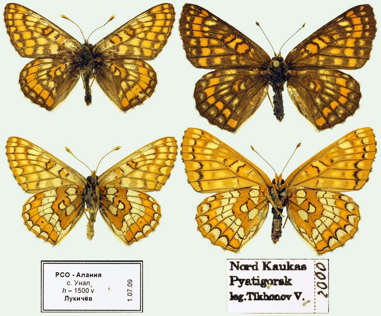 Euphydryas maturna